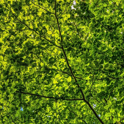 INTERWENCJA ARCHANIELSKA: Rytuał Uzdrowienia